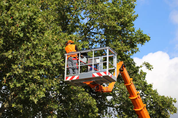 Best Tree Preservation Services  in Medford Lakes, NJ